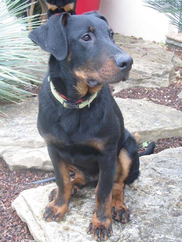 domainedelalicorne.fr Elevage de beauceron chiot beauceron pure race élevage du clos de la licorne elevage des gardiens de la licorne elevage beauceron noir et feu authentique gros gabarits élevage de Beauceron familial sérieux et qualité domainedelalicorne.fr suivi des chiots conseil d’éducation chiot propre bas rouge santé caractère spécialiste du beauceron noir et feu ou arlequin chien rustique berger de France  nos chiots sont élevés avec amour et attention notre passion au service de la qualité Beauceron de qualité et sportif domaine de la licorne 04380 BARRAS élevage en liberté éleveur berger de beauce élevage de beauceron de travail 